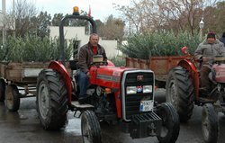 Çiftçiye 900 Bin Zeytin Fidanı