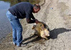 Aliağa Sahilinde Ölü Caretta Caretta Bulundu