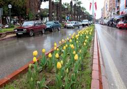 İstanbul’un Laleleri Ödemiş’te Açtı