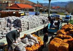 Muğla Büyükşehir’den 479 Çiftçiye Patates Tohumu Desteği