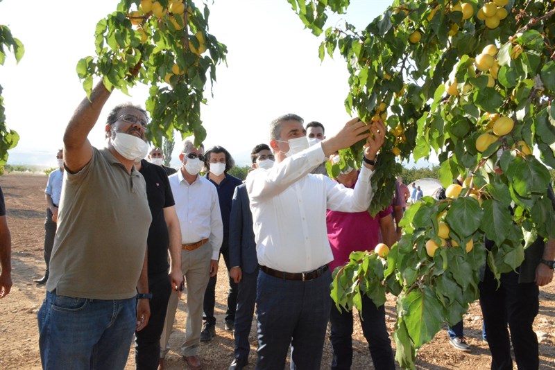 Egeli ihracatçılar kaliteli kuru meyve için çalışıyor