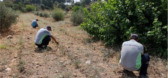 Buca Belediyesi adaçayı ihraç edecek