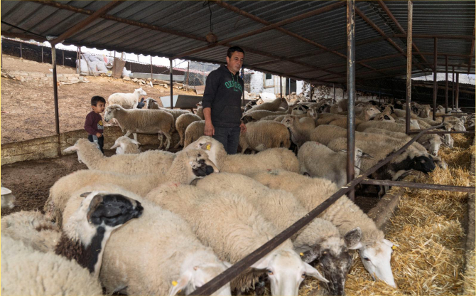 Yangın mağduru çiftçilere 225 ton yem desteği