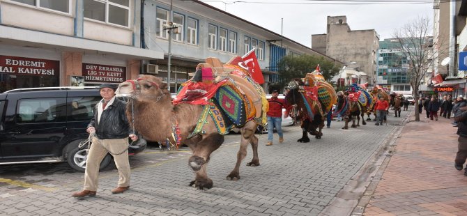 Deve güreşlerinin Kırkpınar’ı Edremit’te…