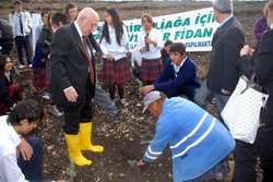 Yanan Bölgeler Ağaçlandırılıyor