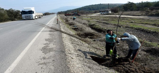 Aliağa Belediyesi 40 Bin Fidanı Toprakla Buluşturdu