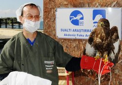 Yaralı Şahin Tedavi Ediliyor