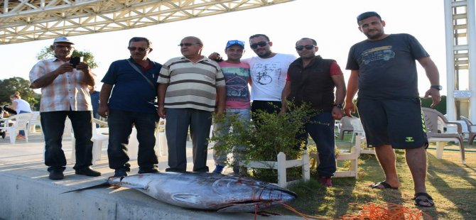 Aliağa’da 1 Buçuk Metrelik Orkinos Oltaya Takıldı