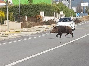 İzmir’de Yaban Domuzları Şehre İndi