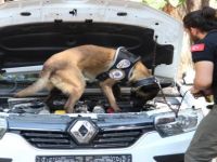 Narkotik Köpekleri Zehir Tacirlerinin Kabusu Olmaya Devam Ediyor