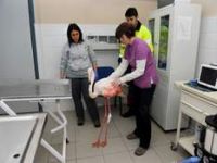 Yaralı flamingo tedavi edildi