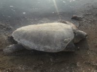 Aliağa’da Ölü Caretta Caretta Bulundu