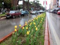 İstanbul’un Laleleri Ödemiş’te Açtı