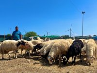 Aliağa’da Kurbanlıklar Alıcılarını Bekliyor