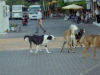 Foça'da KÖPEK Sorunu