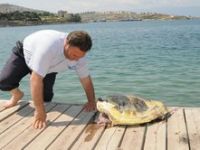 Foça'da Caretta Sahile Vurdu