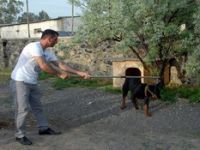 Aliağa'da Rottweiler Dehşeti